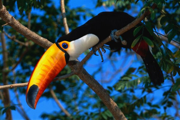 Pájaro exótico con pico grande y brillante