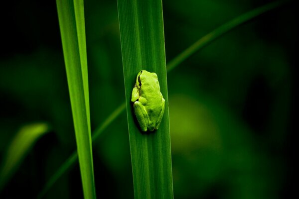 Petite grenouille verte sur une plante verte