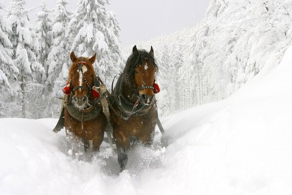 Horses drive a cart through a snow-covered forest and deep snowdrifts
