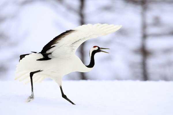 A white crane runs through the snow