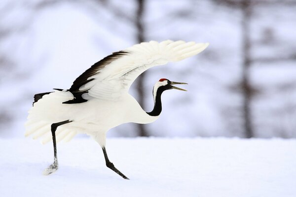 La grulla blanca corre sobre la nieve