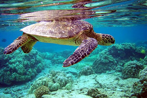 Underwater world with a turtle and corals