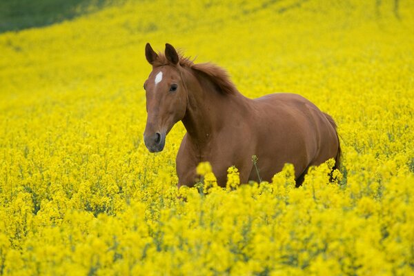 Étalon debout dans un champ de fleurs jaunes