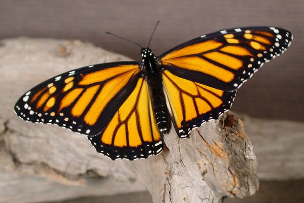 La belleza de una mariposa en un árbol de cerca