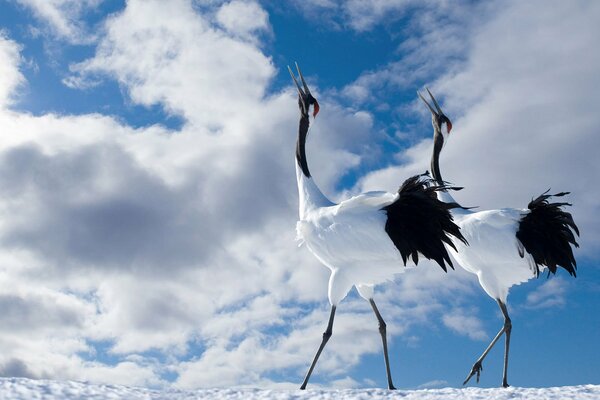 Oiseaux avec de longues jambes et le cou