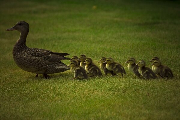 A duck with ducklings walks on the grass