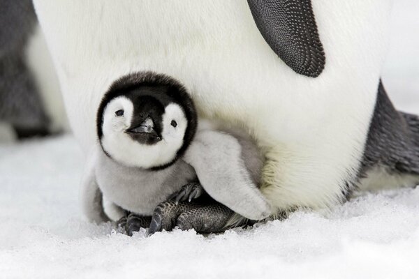 Pingüino bebé en la nieve fría