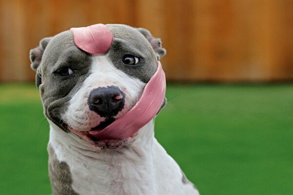 Cane divertente bulldog con lingua lunga intorno al muso