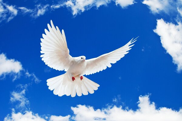 Weiße Taube am blauen Himmel