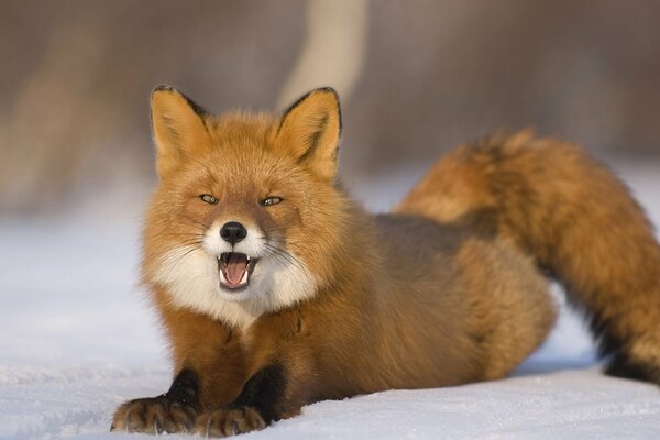 A sly fox in the snow in winter