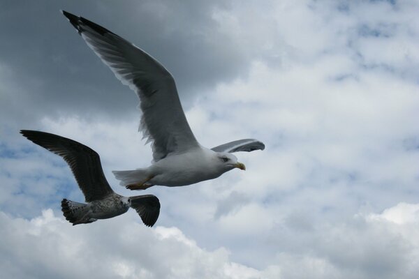 Le vol des mouettes dans le ciel