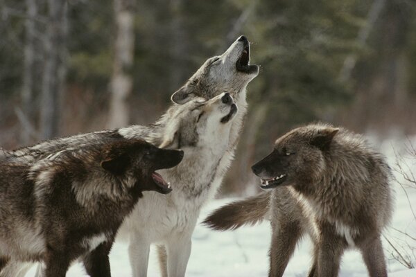 Una manada de lobos aullando en el bosque