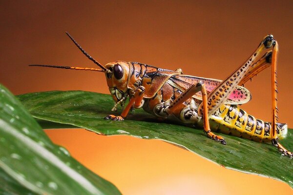 A bright grasshopper sitting on a green leaf on an orange background