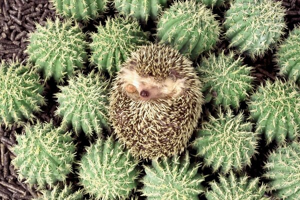 Ein kleiner Igel unter stacheligen Kakteen