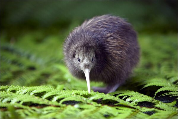 Ein kleiner Kiwi-Vogel pickt einen Farn
