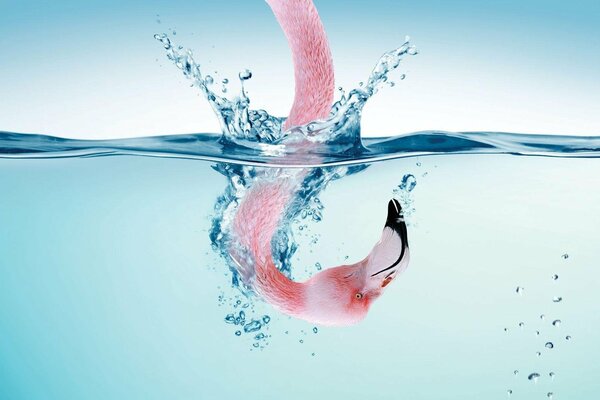 Розовый фламинго, голова в воде