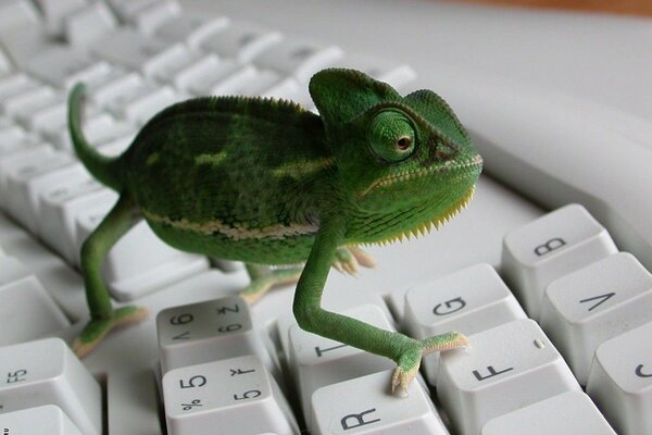 El pequeño camaleón verde se sienta en el teclado