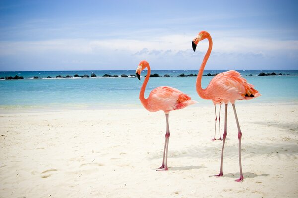 Due fenicotteri passeggiano sulla spiaggia