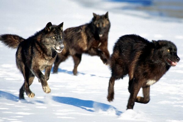 Una manada de lobos negros corriendo por la nieve