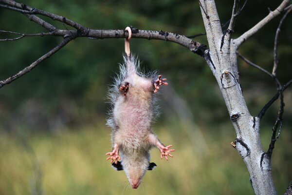 Possum on a branch upside down