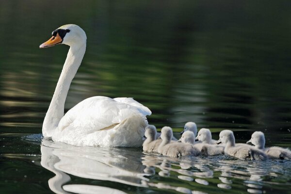 Cisne blanco con cría flotando en el agua