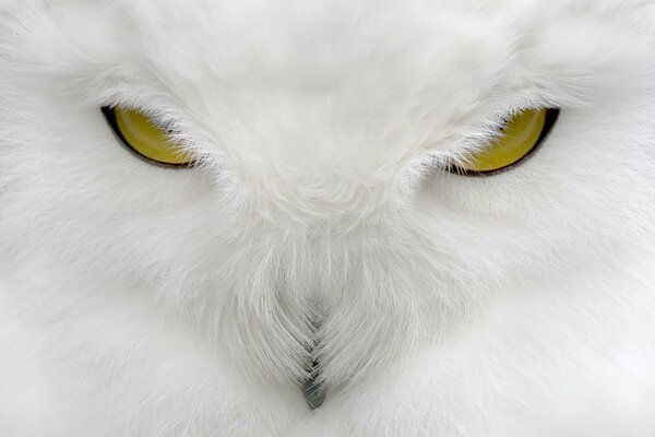 The fierce gaze of a white owl