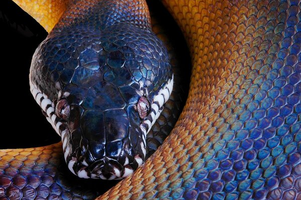 Rainbow beautiful snake on a dark background