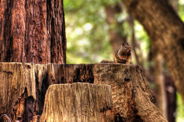 La vita della foresta di chipmunk