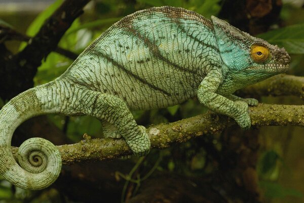 The chameleon disguised itself as a branch and became quiet