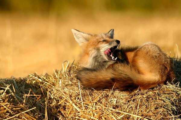 Yawning fox, resting on the hay