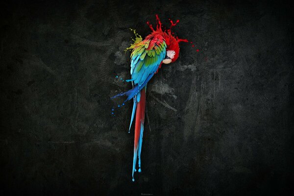 Цветной попугай на темных красках