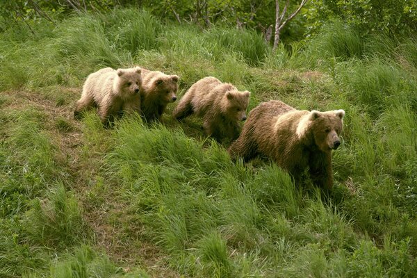 Четыре медведя идут в траве по лесу