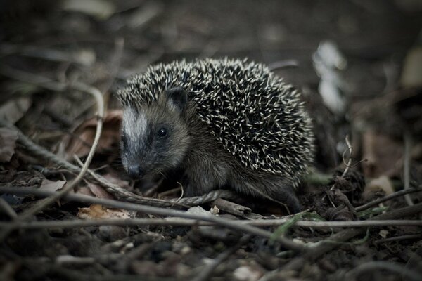 The look of a hedgehog on the grass when shooting macro