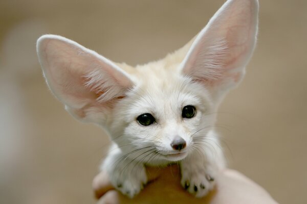 Pequeño hocico con orejas fenek con una mirada persistente