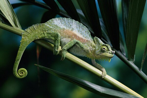 Caméléon vert assis sur une branche