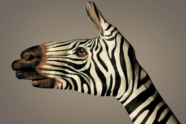 Ręka Zebra, białe i czarne paski