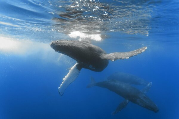 Baleines au fond de l océan bleu