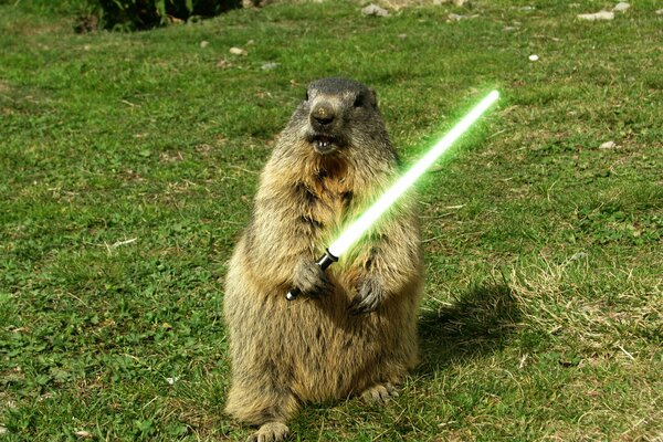 Marmotte avec une épée sur l herbe verte