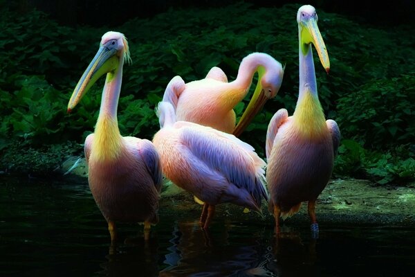 Bandada de pelícanos rosados en el agua