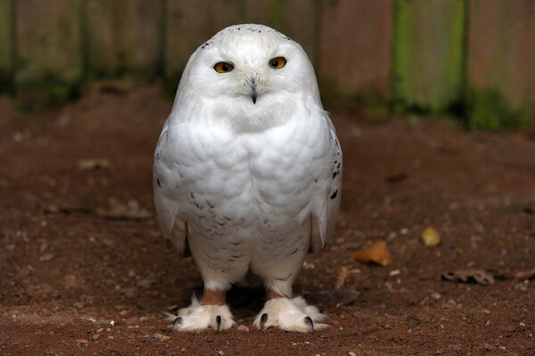 Un hibou comme Harry Potter regardant droit