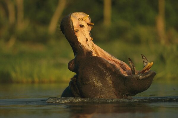 The open mouth of a hippopotamus in nature