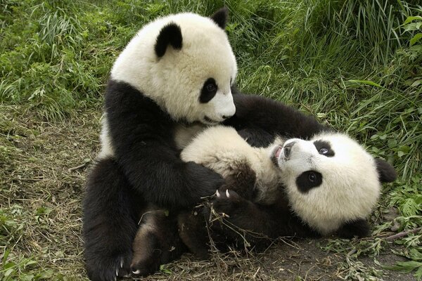 Pandas, die in den Tropen spielen