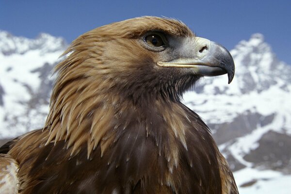 The proud look of an eagle on the background of snowy mountains