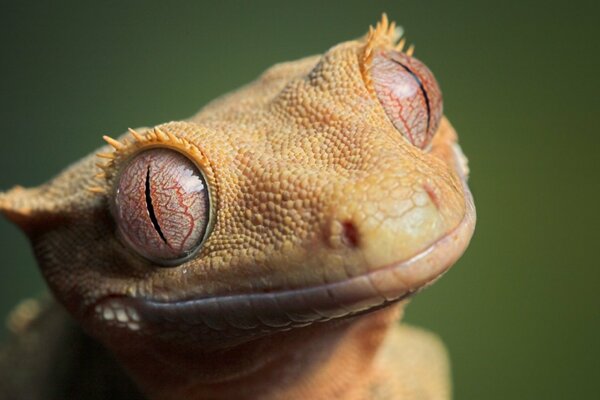 Lagarto con ojos grandes