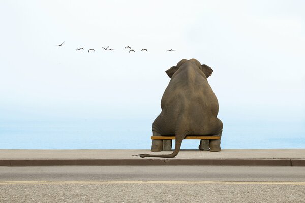 An elephant on a bench dreams by the sea