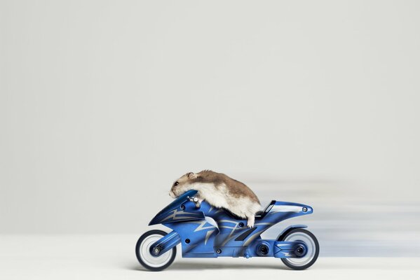 Hamster on a small bike in motion