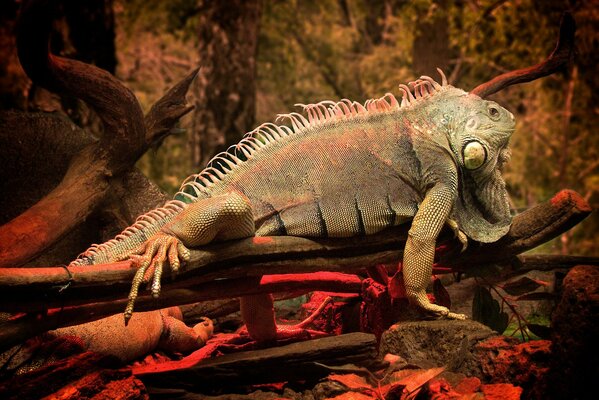 Iguana leży na drzewie wśród kamieni