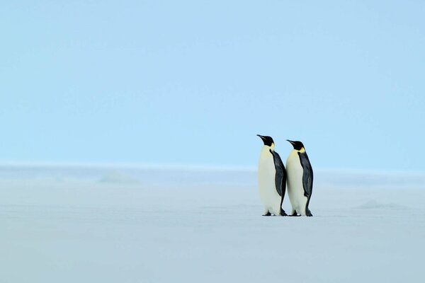 Dos pingüinos en las islas Galápagos