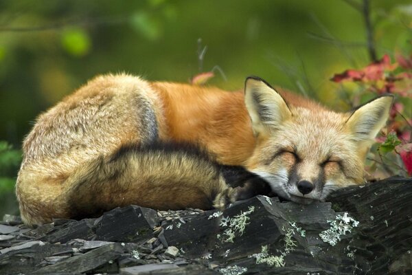 Le renard se couche et se réchauffe sur les cailloux