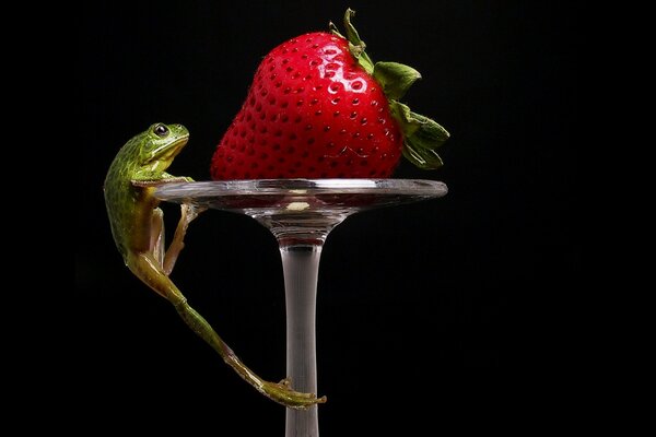 Juicy strawberries with a frog on a black background